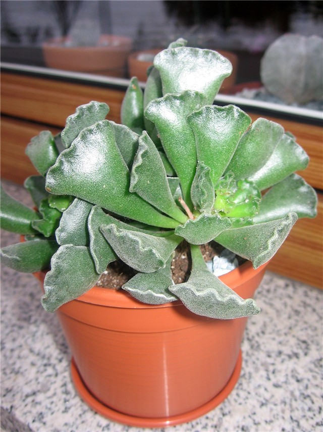 Adromischus